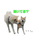 ☆秋田犬の華ちゃん③☆（個別スタンプ：2）