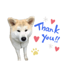 ☆秋田犬の華ちゃん③☆（個別スタンプ：3）