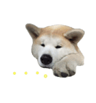 ☆秋田犬の華ちゃん③☆（個別スタンプ：4）
