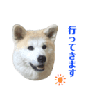 ☆秋田犬の華ちゃん③☆（個別スタンプ：5）