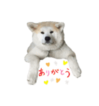 ☆秋田犬の華ちゃん③☆（個別スタンプ：7）