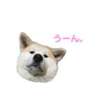 ☆秋田犬の華ちゃん③☆（個別スタンプ：8）