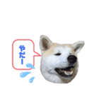 ☆秋田犬の華ちゃん③☆（個別スタンプ：9）