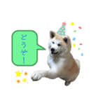 ☆秋田犬の華ちゃん③☆（個別スタンプ：10）