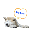 ☆秋田犬の華ちゃん③☆（個別スタンプ：11）
