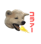 ☆秋田犬の華ちゃん③☆（個別スタンプ：13）