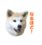 ☆秋田犬の華ちゃん③☆（個別スタンプ：14）