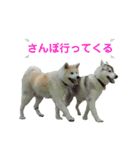 ☆秋田犬の華ちゃん③☆（個別スタンプ：15）
