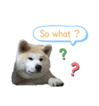 ☆秋田犬の華ちゃん③☆（個別スタンプ：17）