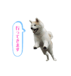☆秋田犬の華ちゃん③☆（個別スタンプ：19）