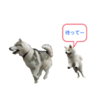 ☆秋田犬の華ちゃん③☆（個別スタンプ：21）