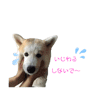 ☆秋田犬の華ちゃん③☆（個別スタンプ：23）