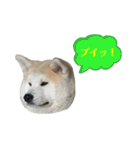 ☆秋田犬の華ちゃん③☆（個別スタンプ：24）