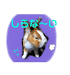 マロン（うさぎ）のスタンプ②（個別スタンプ：10）