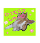 マロン（うさぎ）のスタンプ②（個別スタンプ：12）