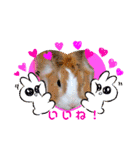マロン（うさぎ）のスタンプ②（個別スタンプ：15）