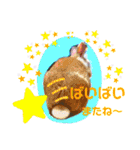 マロン（うさぎ）のスタンプ②（個別スタンプ：16）