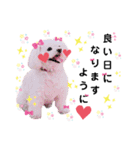 しろいふわふわんわん2（個別スタンプ：2）