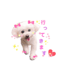 しろいふわふわんわん2（個別スタンプ：3）
