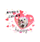 しろいふわふわんわん2（個別スタンプ：14）