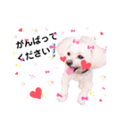 しろいふわふわんわん2（個別スタンプ：17）