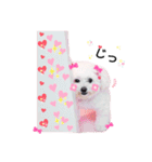 しろいふわふわんわん2（個別スタンプ：26）