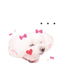 しろいふわふわんわん2（個別スタンプ：31）