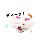 しろいふわふわんわん2（個別スタンプ：34）