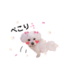 しろいふわふわんわん2（個別スタンプ：39）