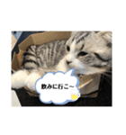 蘭丸まる 9（個別スタンプ：11）