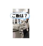 蘭丸まる 9（個別スタンプ：14）