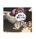 蘭丸まる 9（個別スタンプ：15）