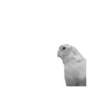 みどりのズボンのインコ〈実写化〉（個別スタンプ：7）