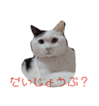 武居familiar6（個別スタンプ：16）
