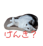 武居familiar6（個別スタンプ：31）