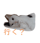武居familiar6（個別スタンプ：38）