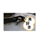 亀の毎日2（個別スタンプ：6）