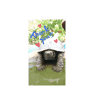 亀の毎日2（個別スタンプ：8）