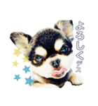 ライト動物病院ver.3（個別スタンプ：1）