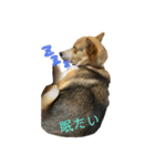 wanko2wanko（個別スタンプ：3）