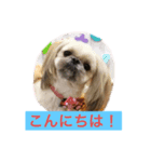 ペキニーズ達（個別スタンプ：1）