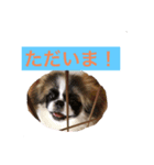 ペキニーズ達（個別スタンプ：2）