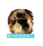 ペキニーズ達（個別スタンプ：3）