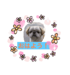 ペキニーズ達（個別スタンプ：4）