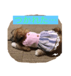 ペキニーズ達（個別スタンプ：7）