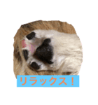 ペキニーズ達（個別スタンプ：8）