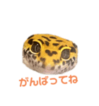 ヒョウモントカゲモドキのオムライス（個別スタンプ：3）