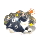 我が家のにゃんこ達2（個別スタンプ：2）