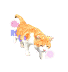 我が家のにゃんこ達2（個別スタンプ：3）
