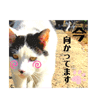 我が家のにゃんこ達2（個別スタンプ：6）
